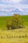 USA-Washington State-Palouse-Colfax Oak trees-fences and wheat fields Art Print